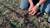Canola Evaluations: Stand Counts and Planting Depth