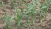Controlling Cutworms