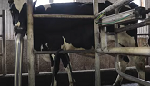 Milking Cows on a Canadian Family Dairy Farm