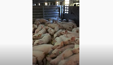 ISOWEAN PIGS LOAD ALBERTA CANADA GOING TO EAST COST