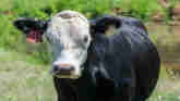 Cow-Calf Corner - Time for Pregnancy Checks