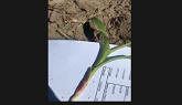Staging Corn Plants with Missing Leaves | Corteva Agriscience Canada