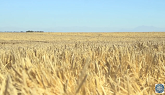 Highest barley yield: Timaru farmer sets world record