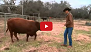 Low Stress Cattle Handling: Bulls.