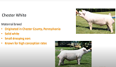 Swine Skillathon Study Series: Breeds
