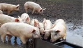 4-H Animal Science Web Series: Swine Management