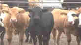 Spot Market Quotas Proposed for Beef ...
