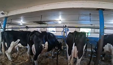 Visiting the Herbert Dairy Farm