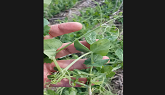 Staging Field Peas when the growing point on the main stem is damaged.