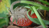 Strawberry Fruit Rots, Leaf Diseases ...