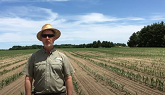 Cover Crops in Sixty Inch Corn Update
