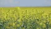 Canola Solutions Video - Scouting For Sclerotinia