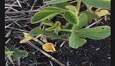 Scouting for Root Rot in Soybeans