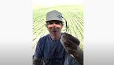 Weed ID in Durum Wheat - Simply the B...