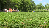 Real Dirt Road Trip Strawberry Farm