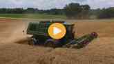 How to Time Wheat Harvest for Top Quality