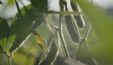 Soybean Fungicide Applications: Maximizing Your Investment