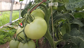 BEEFSTEAK TOMATO HOUSE ( Pruning), CUCUMBER HOUSE & WHAT WE ARE UP TO!