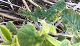 Early-Season Bacterial Blight in Soybeans