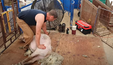 Shearing Day in the Sheep Barn!