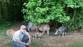Getting Started with Pastured Pigs - Growing Your Herd With Artificial Insemination or AI