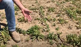 Perennial sow thistle control in corn