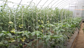 Beefsteak Tomato Growing in Soil VS G...