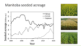 Webinar: Managing Herbicide Resistant Weeds in Soybeans