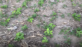 Roundup Xtend | Eastern Canada | The ...