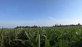Corn Detasseling in Chatham Kent