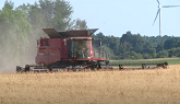 Wheat Harvest 2020 | 2 Case IH 8240 Combines Harvesting Wheat