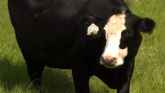Cow-Calf Corner - High Protein Supplements