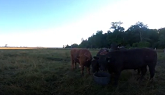Visiting Cattle in the Bruce Peninsula