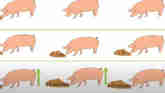 Evaluating Sow Feeding Strategies on Litter Performance and Piglet Survival