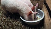 Gut microbiome and feed efficiency of pigs