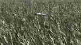 Derecho Storm Ravages Midwest Crops