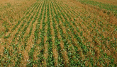 GrainTALK: 2020 Cover Crops - Clover and Options