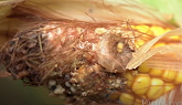 Top tips to manage Western Bean Cutworm in your fields