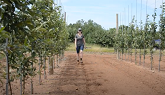 Responding to apple replant disease with field research