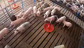 Summer PIG CHORES
