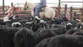 Cow-Calf Corner - Weaning Calves for ...