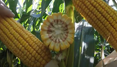A 2021 Pioneer Corn Revolution Hybrid...