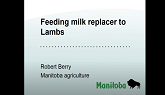 Feeding Milk Replacer to Lambs - Artificial Lamb Rearing