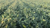 Pioneer Group 2 A Series Soybean Plot - Sudden Death Syndrome (SDS) observations