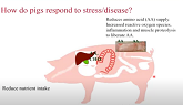 Dietary feed technologies to improve pig performance under stress