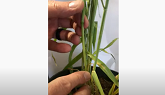Learn how to count the nodes on a barley plant