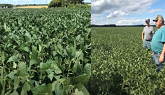 2020 Ontario Soybean Projections - Great Ontario Yield Tour