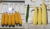 2020 Ontario Corn Projections - Great Ontario Yield Tour