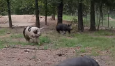 How To Raise The Happiest Pigs In The World!