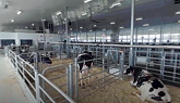 Ontario Dairy Research Centre 360º Tour: Maternity and Special Needs